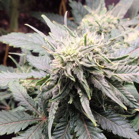 Hazy girl growlog timeline photo