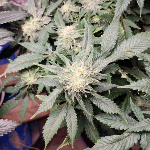 Hazy girl growlog timeline photo