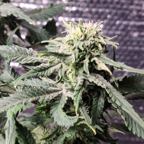 Hazy girl growlog timeline photo