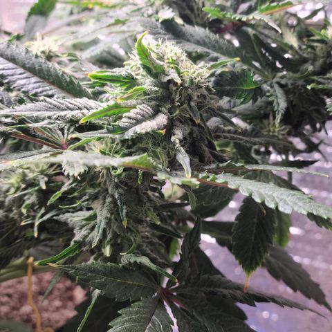 Hazy girl growlog timeline photo