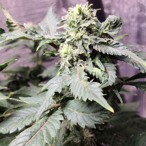 Hazy girl growlog timeline photo