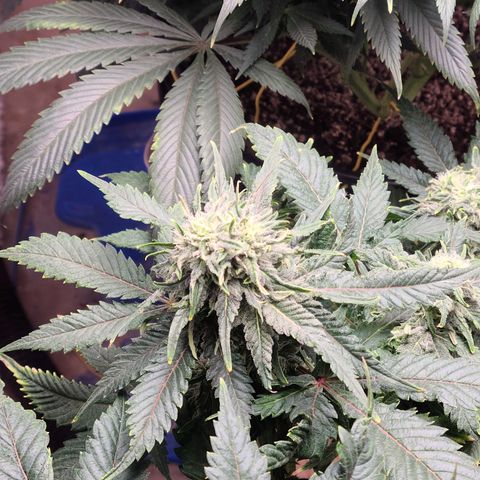 Hazy girl growlog timeline photo