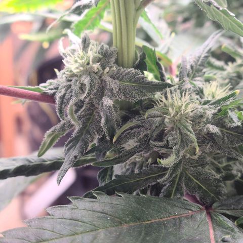 Hazy girl growlog timeline photo