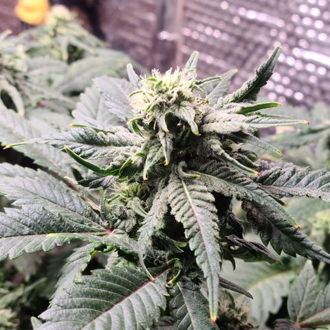 Hazy girl growlog timeline photo