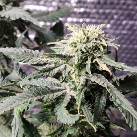 Hazy girl growlog timeline photo