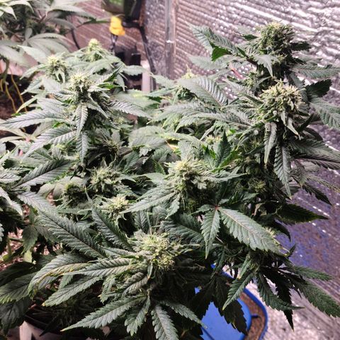 Hazy girl growlog timeline photo