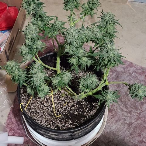 Hazy girl growlog timeline photo