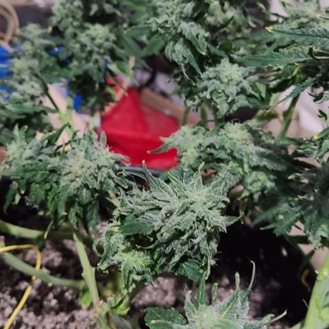 Hazy girl growlog timeline photo