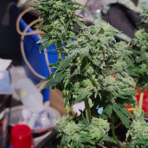 Hazy girl growlog timeline photo