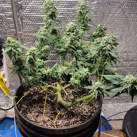 Hazy girl growlog timeline photo