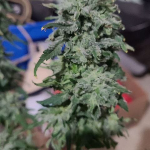 Hazy girl growlog timeline photo