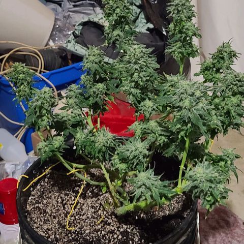 Hazy girl growlog timeline photo