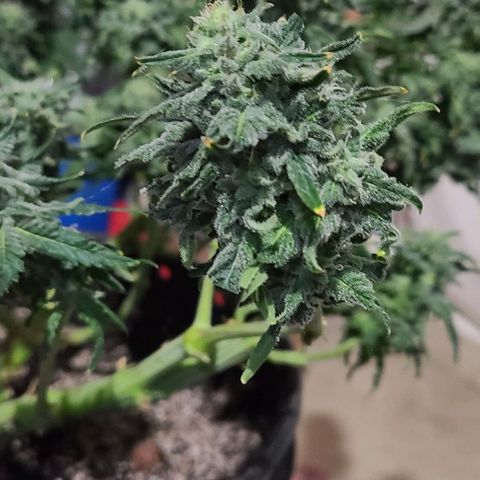 Hazy girl growlog timeline photo