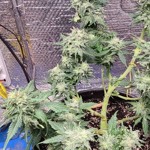 Hazy girl growlog timeline photo