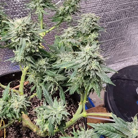 Hazy girl growlog timeline photo