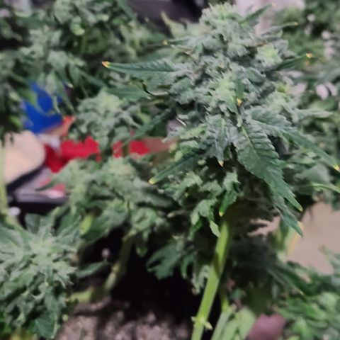 Hazy girl growlog timeline photo
