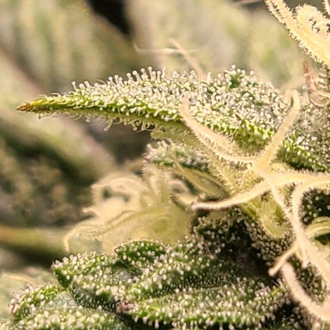 Hazy girl growlog timeline photo