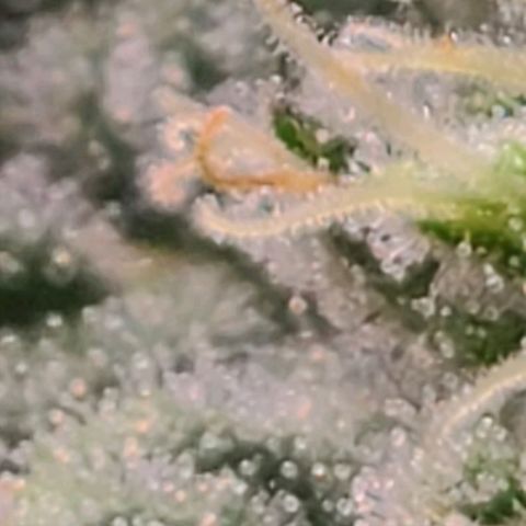 Hazy girl growlog timeline photo