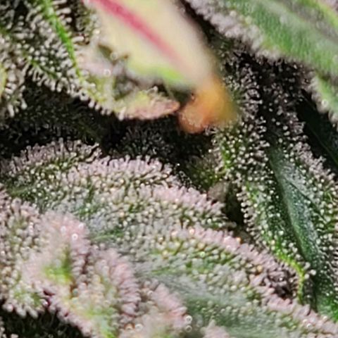Hazy girl growlog timeline photo