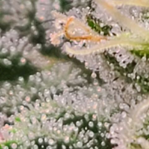 Hazy girl growlog timeline photo