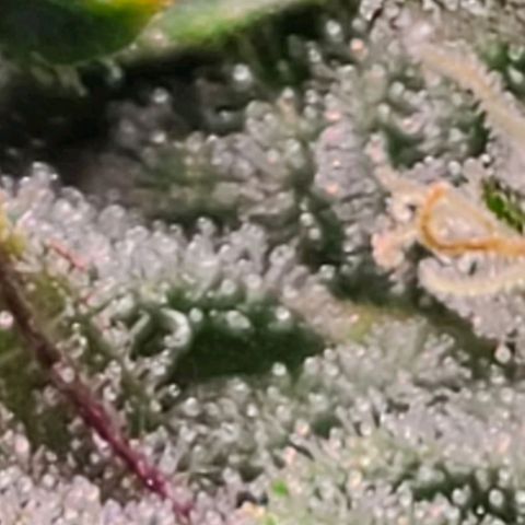 Hazy girl growlog timeline photo