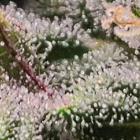 Hazy girl growlog timeline photo
