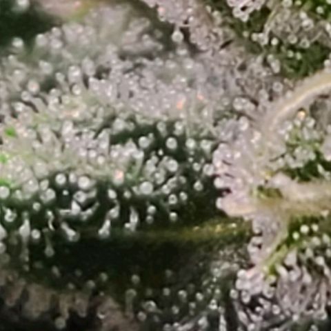 Hazy girl growlog timeline photo