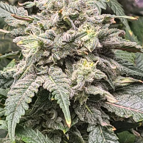 Hazy girl growlog timeline photo