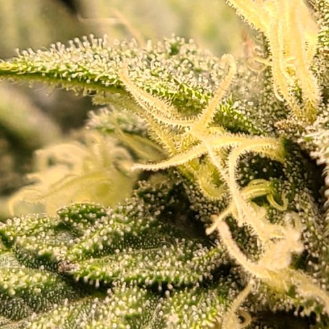Hazy girl growlog timeline photo