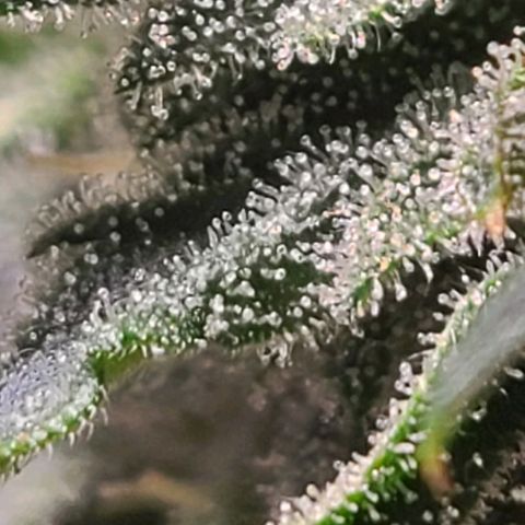 Hazy girl growlog timeline photo