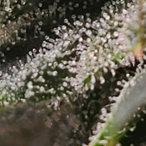Hazy girl growlog timeline photo