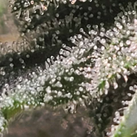 Hazy girl growlog timeline photo