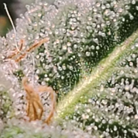 Hazy girl growlog timeline photo