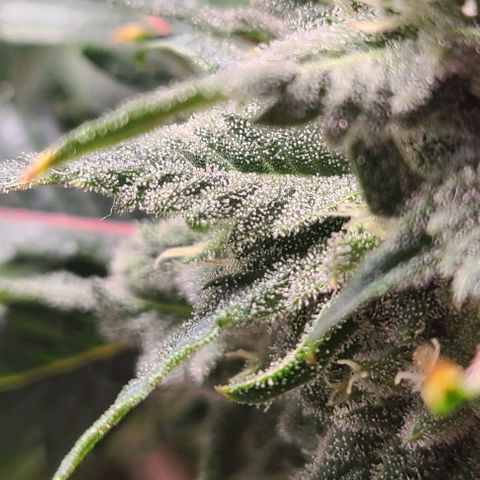 Hazy girl growlog timeline photo