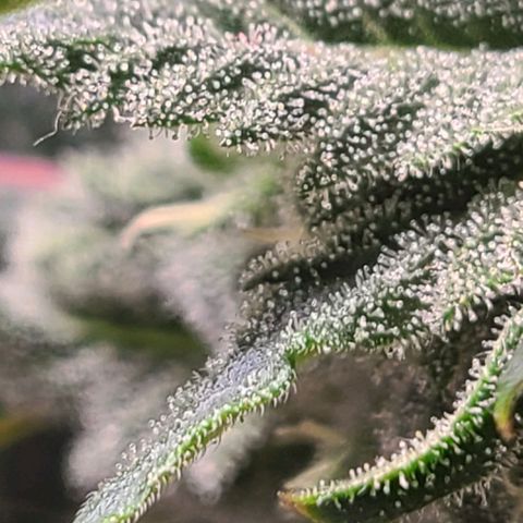 Hazy girl growlog timeline photo