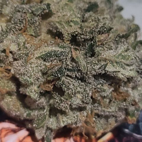 Hazy girl growlog photo: 33g dried