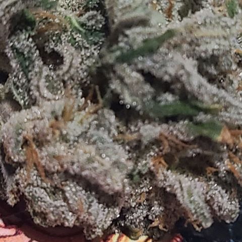 Hazy girl growlog photo: 33g dried