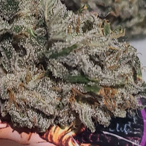 Hazy girl growlog photo: 33g dried