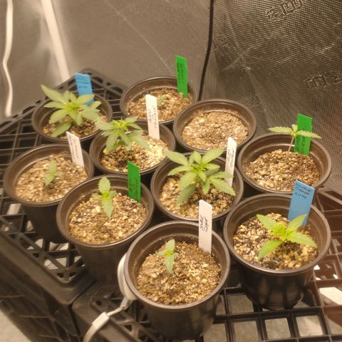 Mephisto assortment  #1 growlog timeline photo