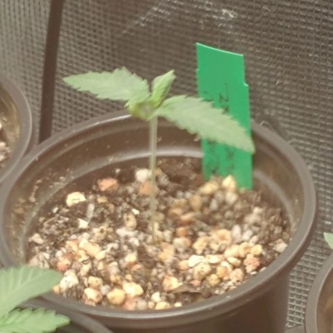 Blimburn Sour Diesel Mother growlog timeline photo