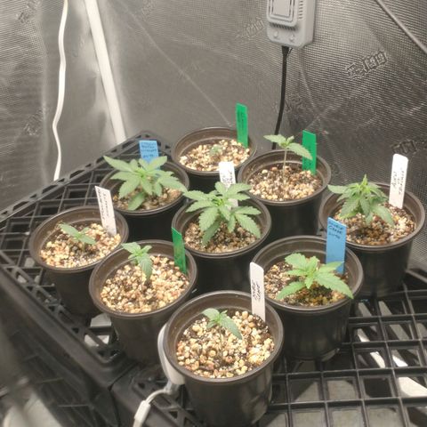 Mephisto assortment  #1 growlog timeline photo