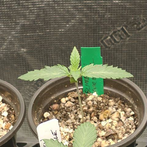 Blimburn Sour Diesel Mother growlog timeline photo