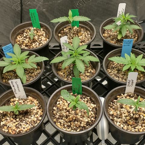Mephisto assortment  #1 growlog timeline photo