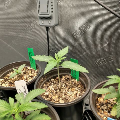 Blimburn Sour Diesel Mother growlog timeline photo