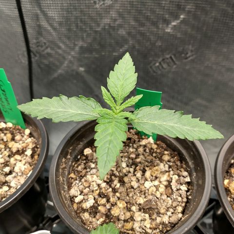 Blimburn Sour Diesel Mother growlog timeline photo