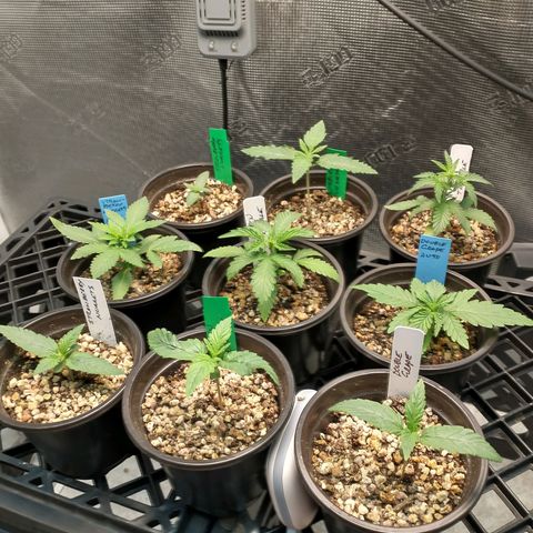 Mephisto assortment  #1 growlog timeline photo