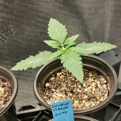 Blimburn Sour Diesel Mother growlog timeline photo
