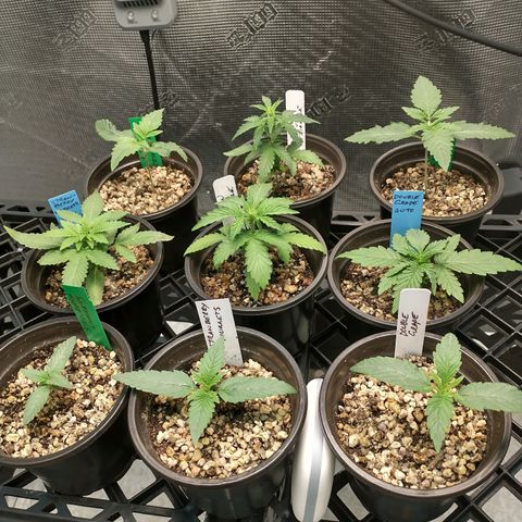 Mephisto assortment  #1 growlog timeline photo