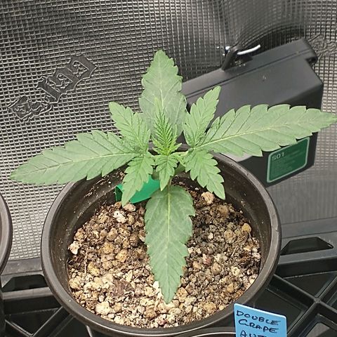 Blimburn Sour Diesel Mother growlog timeline photo
