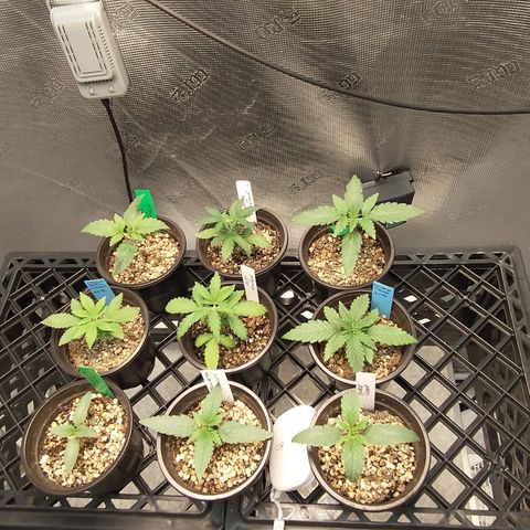 Mephisto assortment  #1 growlog timeline photo